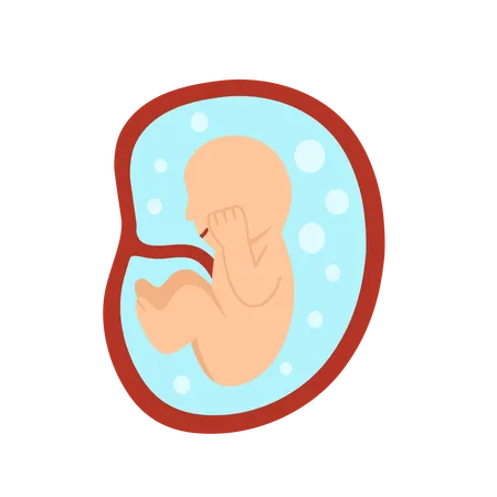 Desenvolvimento do embrião humano de 7 meses  Ilustração