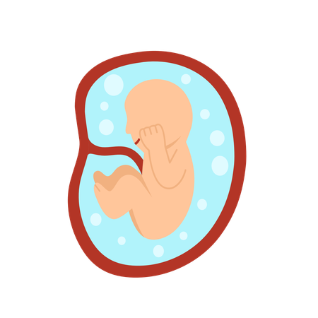 8 Monate menschliche Embryoentwicklung  Illustration