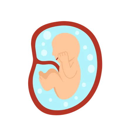 8 Monate menschliche Embryoentwicklung  Illustration