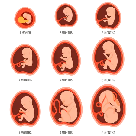 9 meses de crecimiento fetal  Ilustración