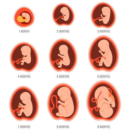 9 meses de crescimento fetal  Ilustração