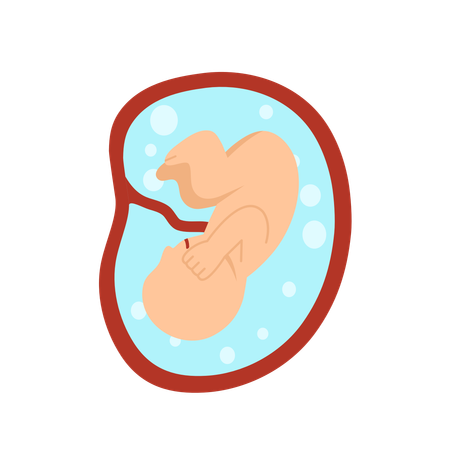 9 Monate menschliche Embryoentwicklung  Illustration