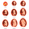 illustration for pregnancy fetal development