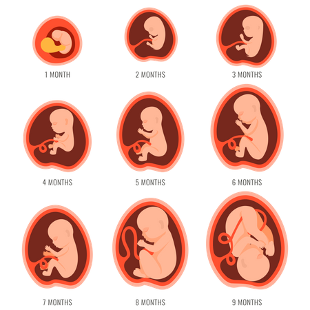 9 months of fetal growth  Illustration