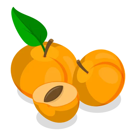 Abricots  Illustration