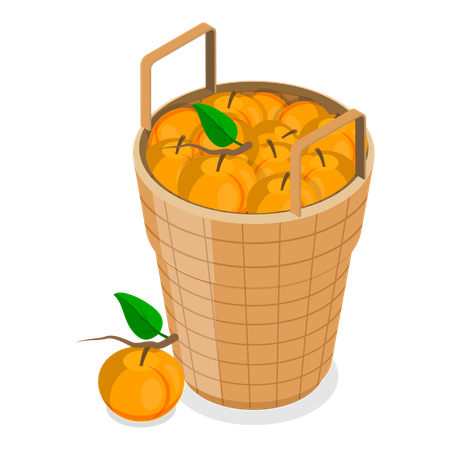 Abricots  Illustration