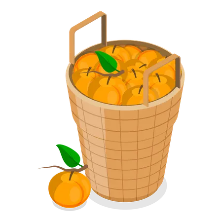 Abricots  Illustration