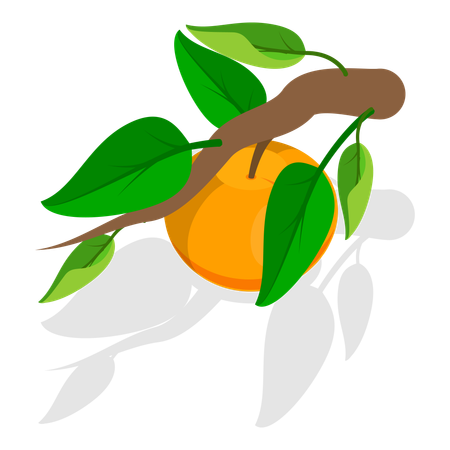 Abricots  Illustration