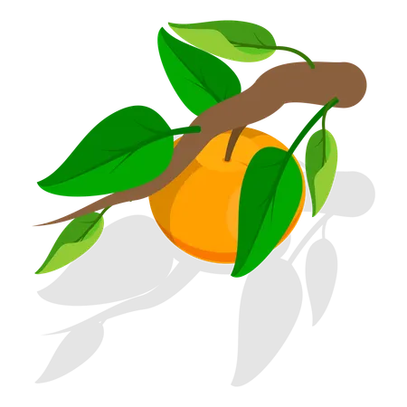 Abricots  Illustration
