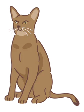 Abyssinian cat  Illustration