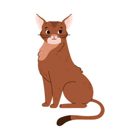 Abyssinian cat breed  Illustration