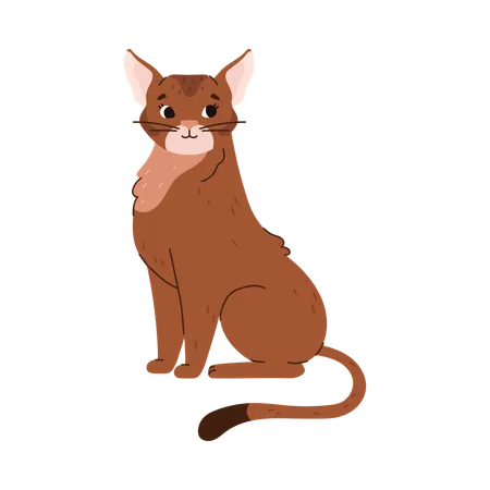 Abyssinian cat breed  Illustration