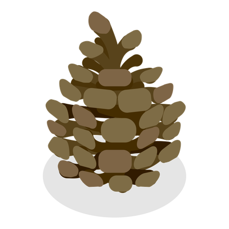Acorns And Cones  Illustration