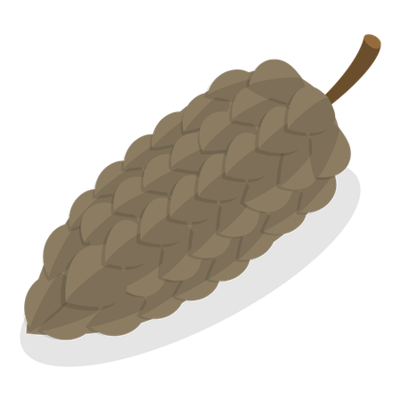 Acorns And Cones  Illustration