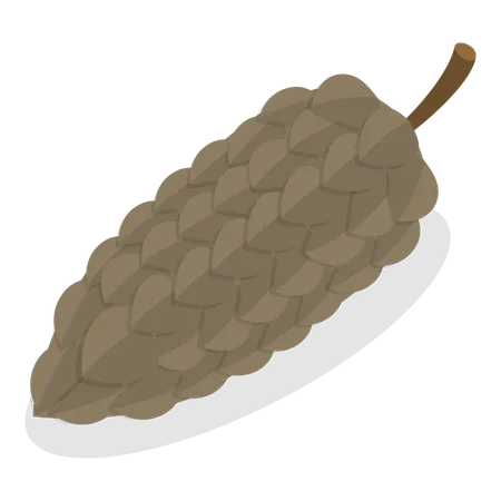 Acorns And Cones  Illustration
