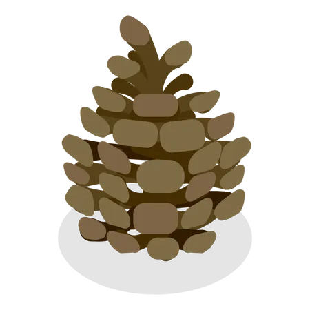 Acorns And Cones  Illustration