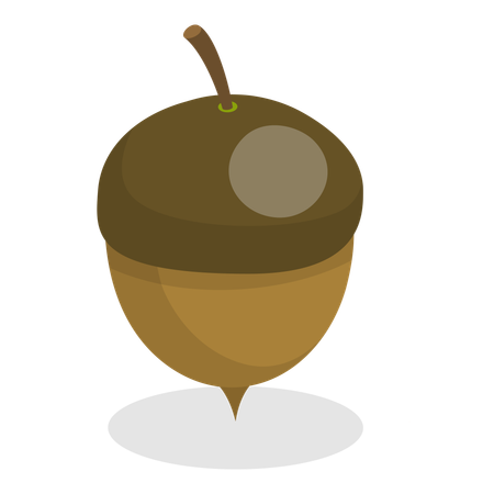 Acorns  Illustration