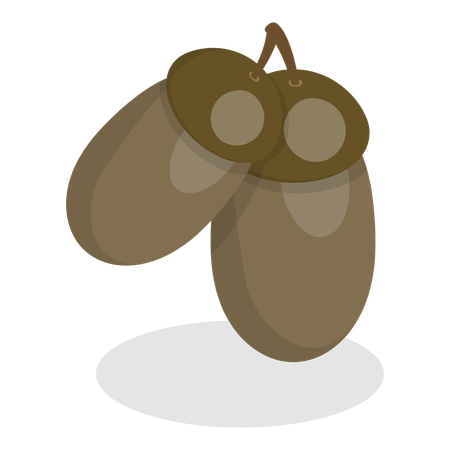 Acorns  Illustration