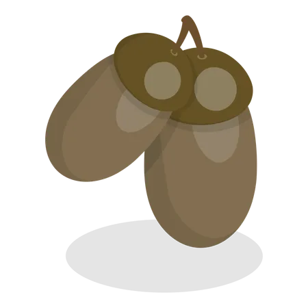 Acorns  Illustration