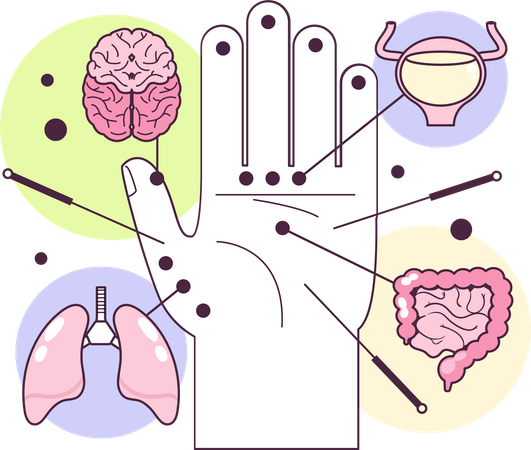 Acupuncture Points  Illustration