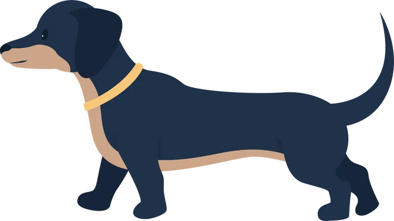 Adopting Dachshund Dog Semi Flat Color Vector Character Full Body Animal On White Long Bodied Puppy Wearing Collar Isolated Modern Cartoon Style Illustration For Graphic Design And Animation Illustration