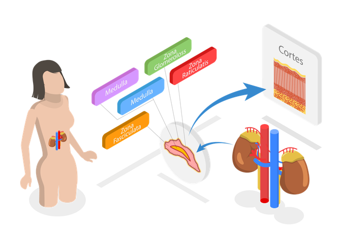 Adrenal Glands  Illustration