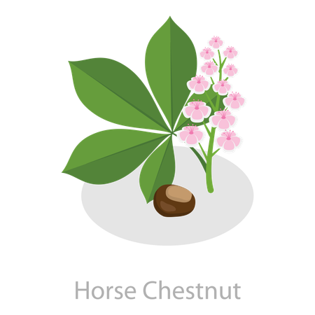 Adstringierende Kräuter  Illustration