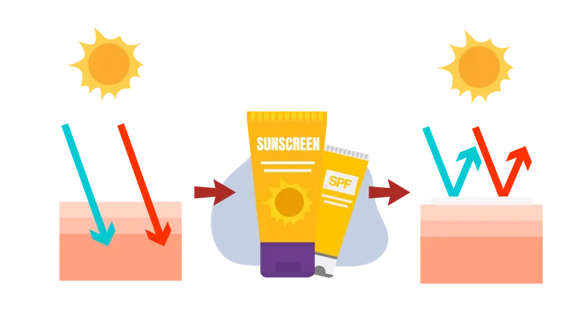 Vector Infographic Of Sun Protection Skin Care Concept Sunscreen Sunblock Before After Using Sunscreen Product On Skin Layers イラスト