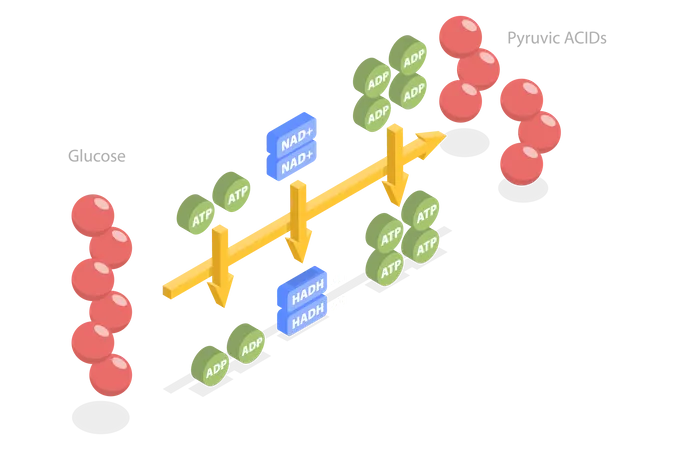 Aerobic Respiration Scheme  Illustration