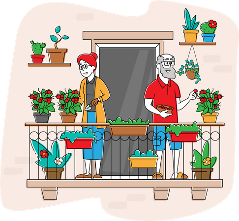 Aged Gardener Harvesting Fresh Tomatoes  Illustration