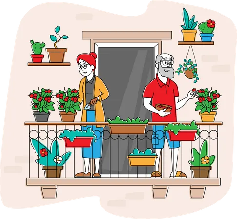 Aged Gardener Harvesting Fresh Tomatoes  Illustration