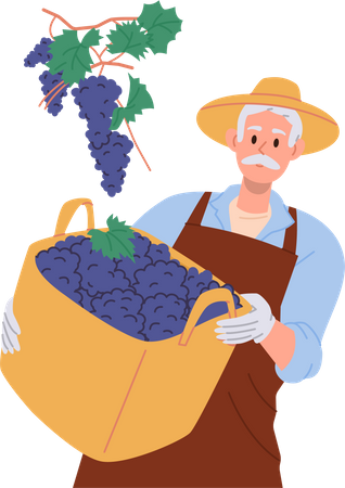 Aged male farmer holding grapes harvest in wicker basket  Illustration