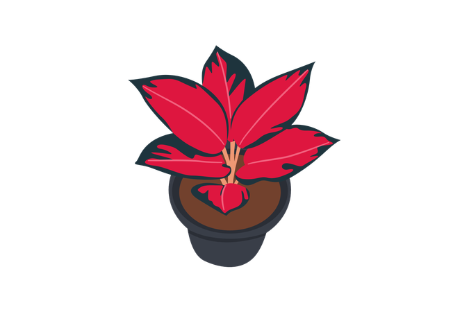 Aglaonema suksom  Illustration