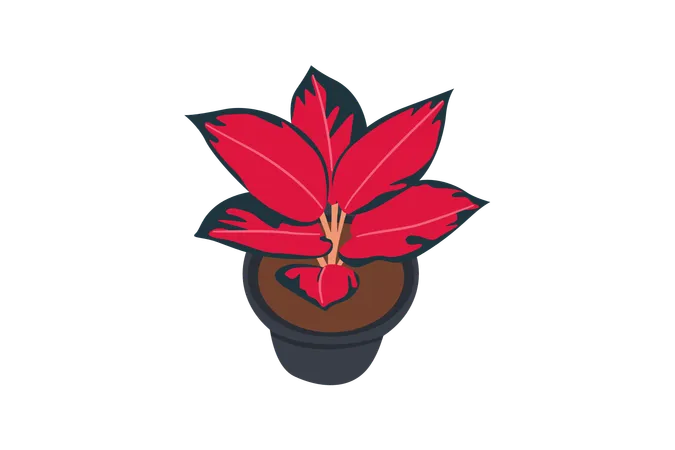 Aglaonema Suksom  Illustration