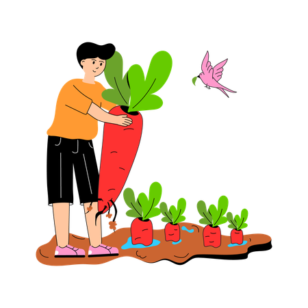 Agriculteur arrachant des carottes fraîches du sol  Illustration