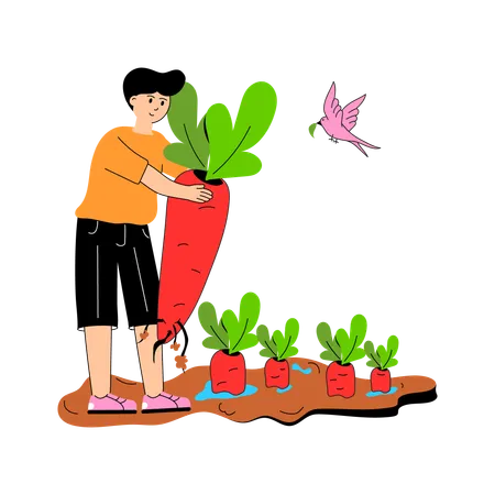 Agriculteur arrachant des carottes fraîches du sol  Illustration