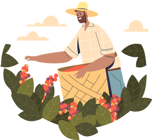 Agriculteur collectant des grains de café de colza sur un arbre  Illustration