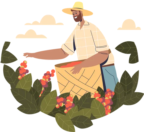 Agriculteur collectant des grains de café de colza sur un arbre  Illustration
