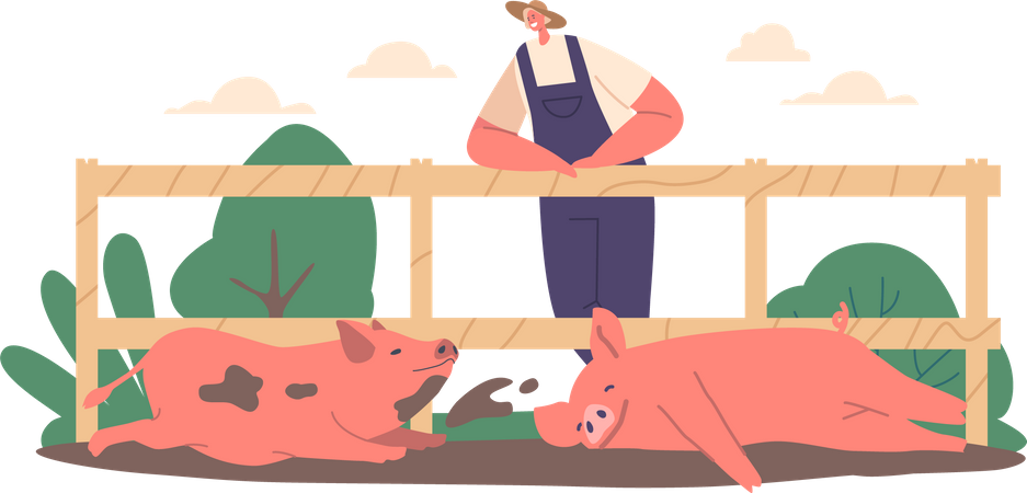 Agriculteur debout à la clôture observant les porcs se vautrer dans la boue  Illustration