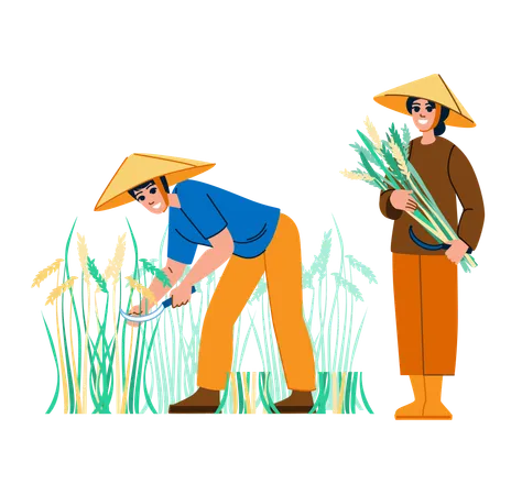 Agriculteur et agricultrice récoltant du riz  Illustration