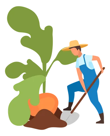 Agriculteur faisant la récolte des plantes-racines  Illustration