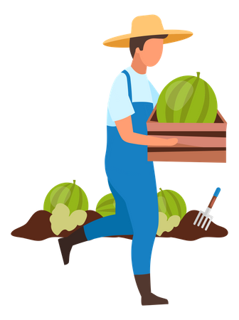 Un agriculteur récolte une pastèque  Illustration