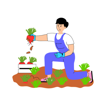 Agriculteur récoltant des légumes frais dans le champ.  Illustration