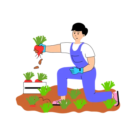 Agriculteur récoltant des légumes frais dans le champ.  Illustration