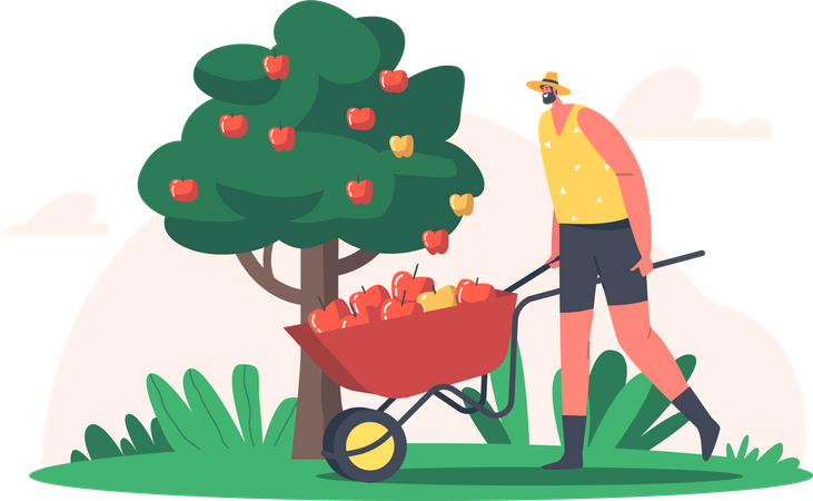 Agriculteur ramassant des pommes  Illustration