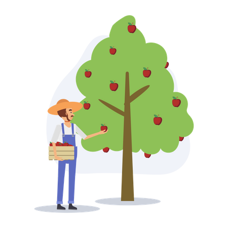 Agriculteur ramassant des pommes  Illustration
