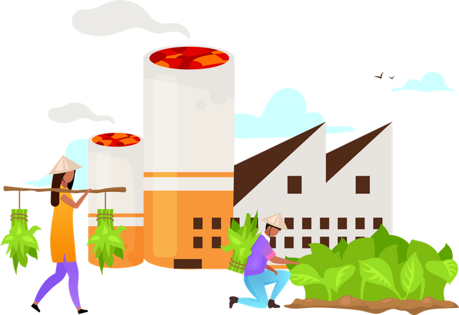 Agriculteur récoltant une plante de tabac  Illustration