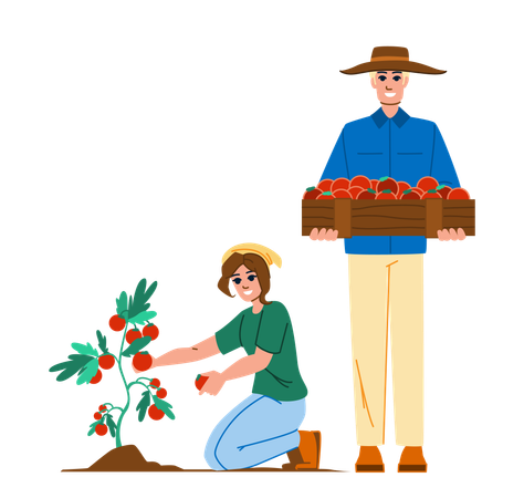 Agriculteur et agricultrice récoltant des tomates  Illustration