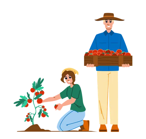 Agriculteur et agricultrice récoltant des tomates  Illustration