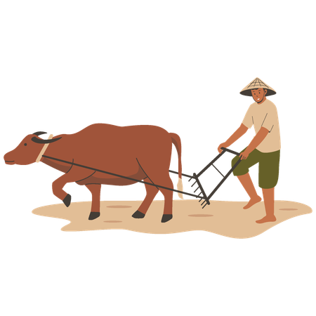 Agricultor asiático arando campo de arroz com búfalos  Ilustração